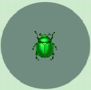 Archivo:Escarabajo Verde CF.jpg
