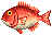 Pargo Rojo Animal Crossing Enciclopedia pargo-rojo-animal-crossing-enciclopedia