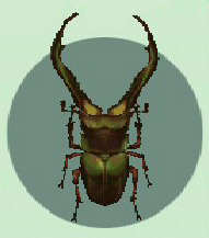 Archivo:Escarabajo Ciervo Cyclommatus CF.jpg