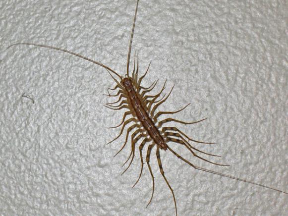 Archivo:House centipede real.jpeg