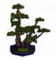Archivo:Pino mugo bonsai (PA!).jpg