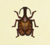 Archivo:Escarabajo violín NH.png