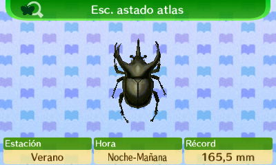 Escarabajo Astado Atlas NL.png