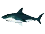 Tiburón(2).png