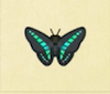 Archivo:Mariposa triángulo azul NH.png