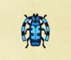 Archivo:Escarabajo rosalia batesi NH.png