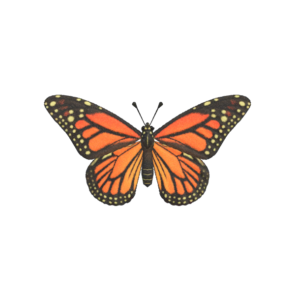 Archivo:Mariposa Monarca (New Horizons).png