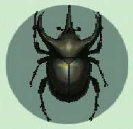 Archivo:Escarabajo Astado Atlas CF.jpg