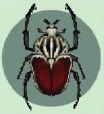 Archivo:Escarabajo Goliat CF.jpg