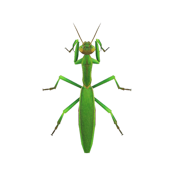 Archivo:Mantis Religiosa (New Horizons).png