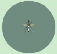 Archivo:Mosquito CF.jpg