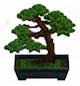 Archivo:Pino bonsai (PA!).jpg