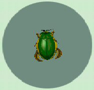 Archivo:Escarabajo Nadador CF.jpg