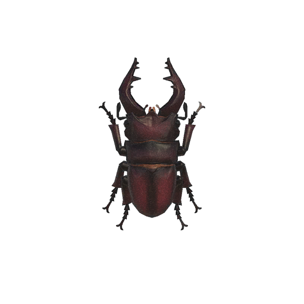 Archivo:Escarabajo Alce (New Horizons).png
