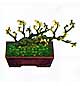 Archivo:Jazmín bonsai (PA!).jpg