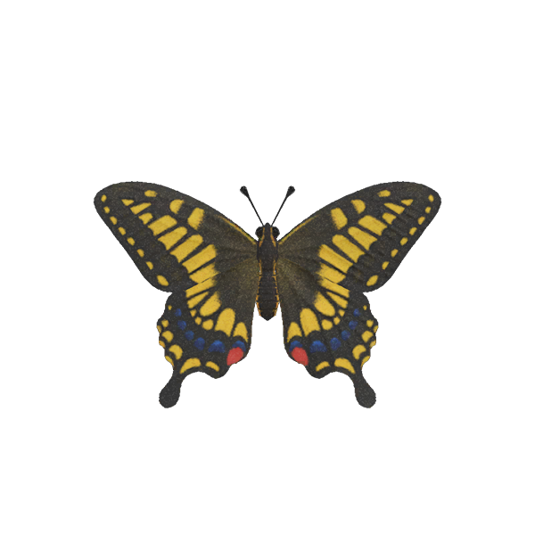 Archivo:Mariposa Tigre (New Horizons).png