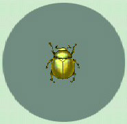 Escarabajo Oro CF.jpg