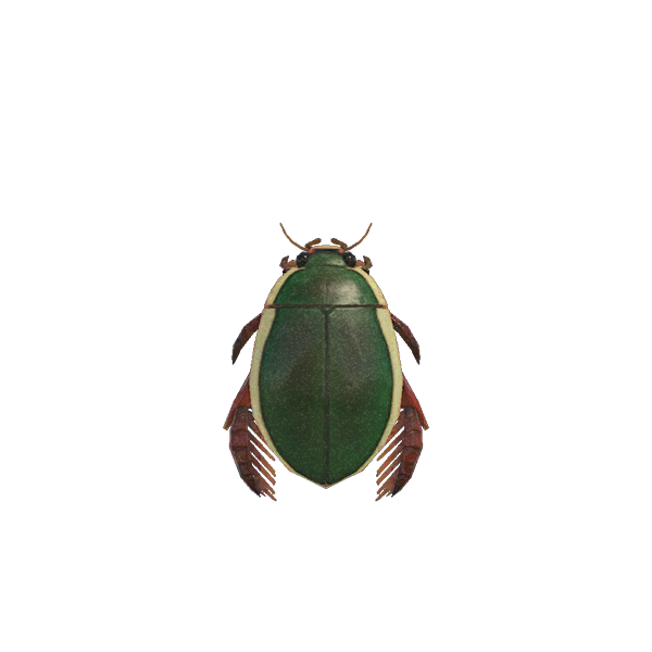 Archivo:Escarabajo Nadador (New Horizons).png