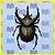 Escarabajo Atlas NL.gif
