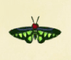 Archivo:Mariposa alas de brooke NH.png