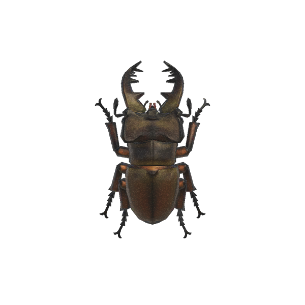 Archivo:Escarabajo Miyama (New Horizons).png
