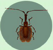 Archivo:Escarabajo Violín CF.jpg