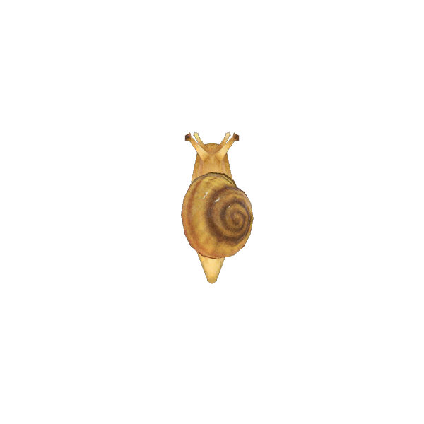 Archivo:Caracol (New Horizons).png