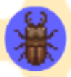 Escarabajo Atlas en el inventario de ACPA.png