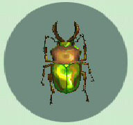 Archivo:Escarabajo Ciervo Arcoíris CF.jpg