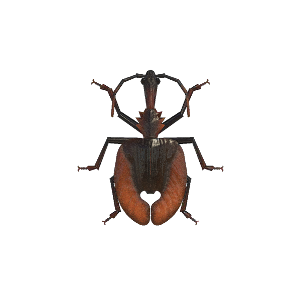 Archivo:Escarabajo Violín (New Horizons).png