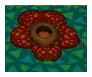 Archivo:Rafflesia.png