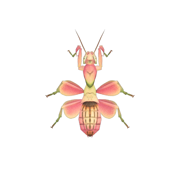 Archivo:Mantis Orquídea (New Horizons).png