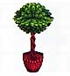 Archivo:Ficus benjamina (PA!).jpg
