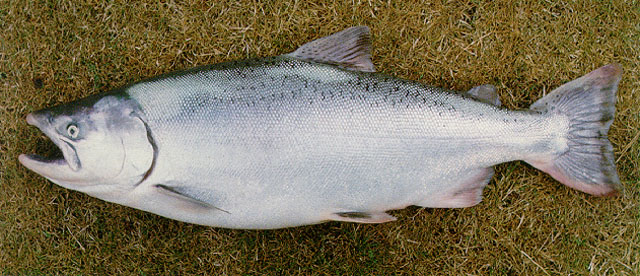 Archivo:Salmon real.jpg