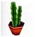 Cactus alto (PA!).jpg