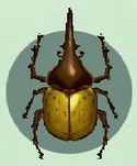 Escarabajo Astado Hércules CF.jpg