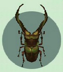 Escarabajo Ciervo Cyclommatus CF.jpg