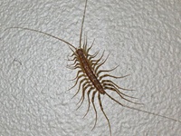 House centipede real.jpeg