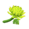 Crisantemo verde (New Horizons).png