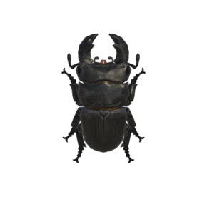 Gran Escarabajo (New Horizons).png