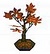 Arce bonsai (PA!).jpg