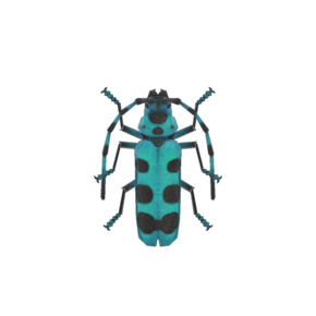 Escarabajo rosalia batesi (New Horizons).png