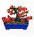 Membrillo bonsai (PA!).jpg