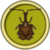 Escarabajo Violín.png