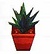 Aloe (PA!).jpg