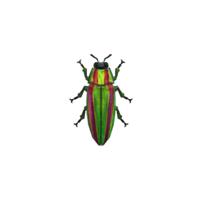 Escarabajo Joya (New Horizons).png