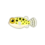 Icono pez globo moteado PC.png