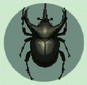 Escarabajo Astado Atlas CF.jpg