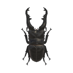Escarabajo Ciervo Jirafa (New Horizons).png