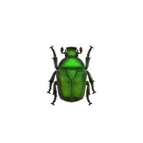 Escarabajo Verde (New Horizons).png